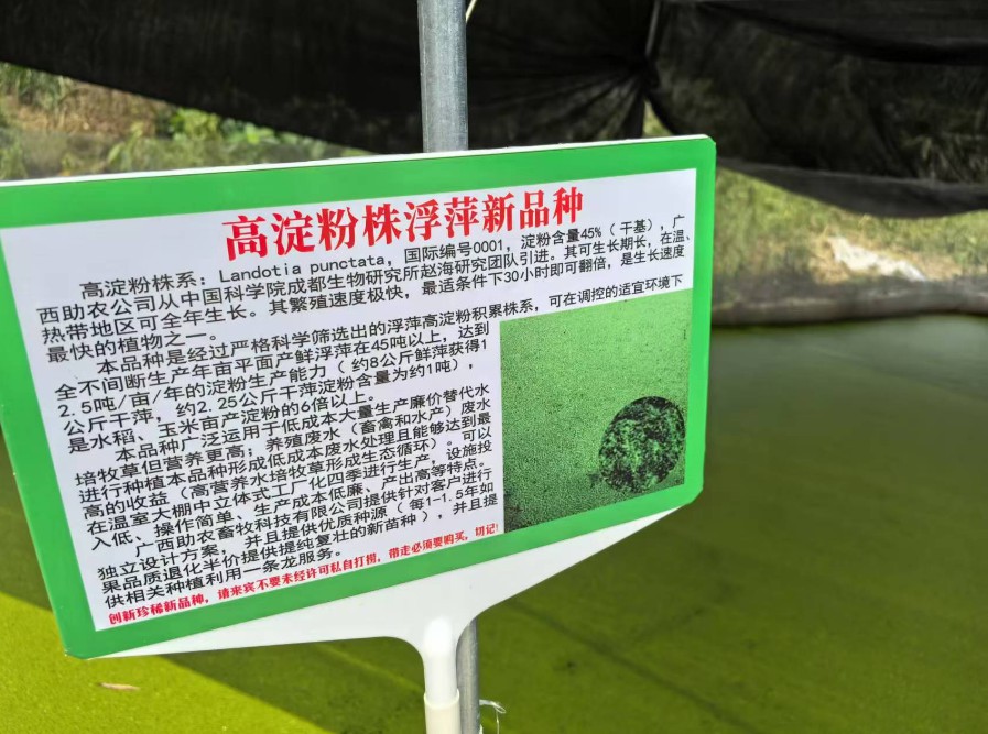 飼料型浮萍新品種：高淀粉株系（紫萍）：Landotia punctata，國際編號0001，淀粉含量最高可達(dá)45%